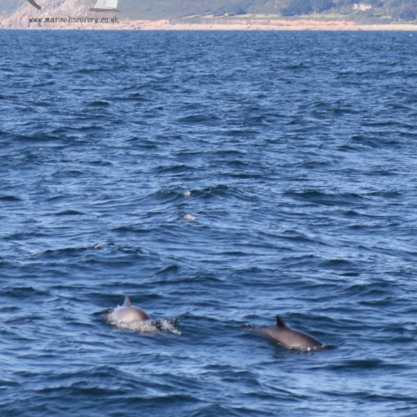 harbour porpoises