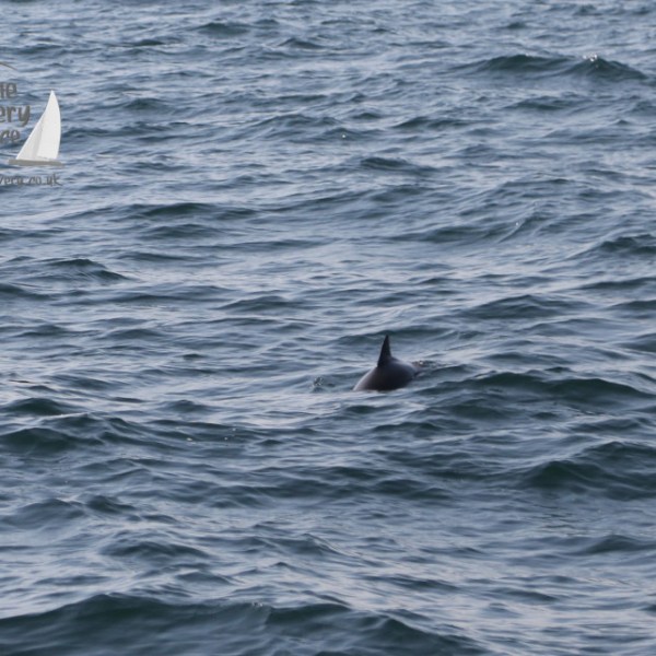 harbour porpoises
