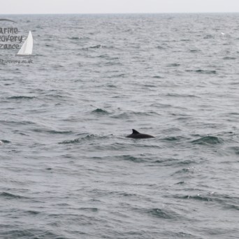 harbour porpoises