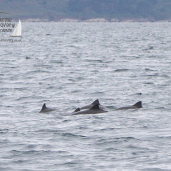 harbour porpoises