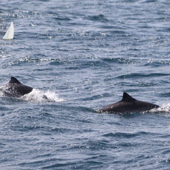 harbour porpoises