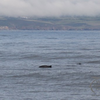 harbour porpoises