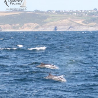 harbour porpoises