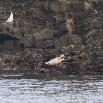 juvenile grey seal