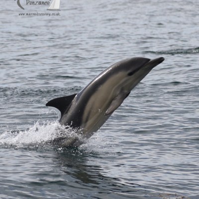 leaping common dolphin