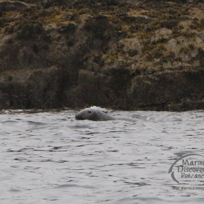 male grey seal