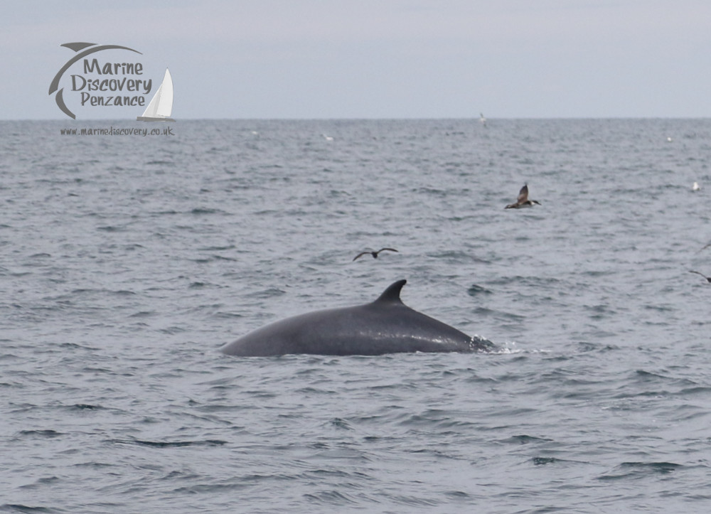 minke whale