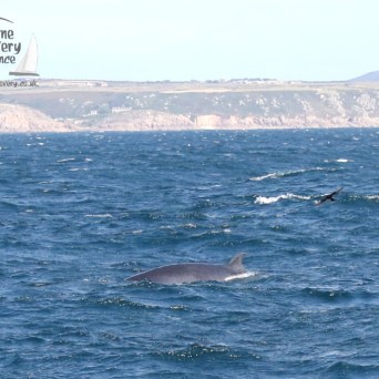 minke whale