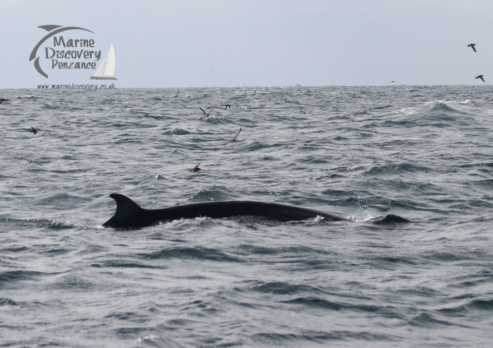 minke whale