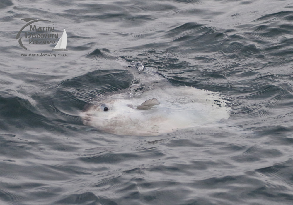 ocean sunfish