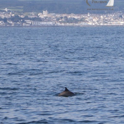 porpoise and Penzance