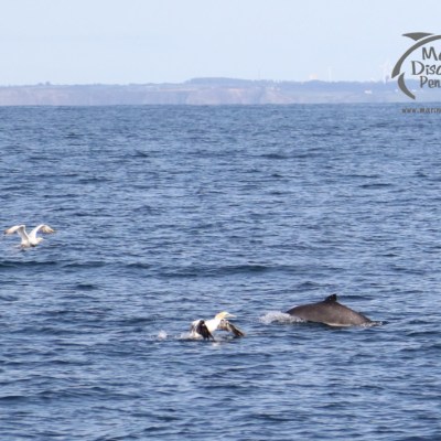 porpoise and gannetsr
