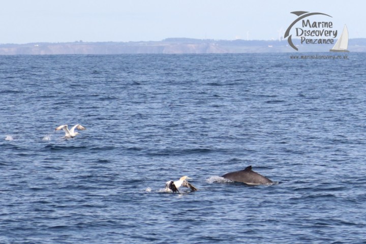 porpoise and gannetsr