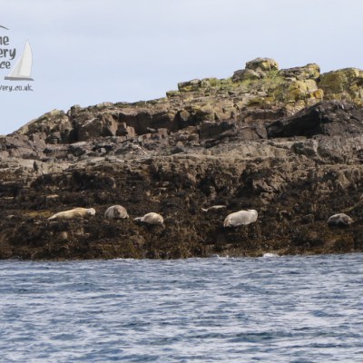 row of grey seals