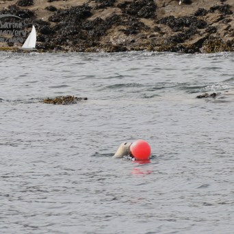 seal playing with buoy
