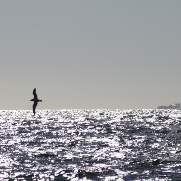 shearwater and shipnext to the ocean
