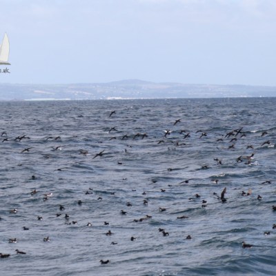 shearwaters