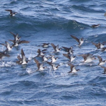 shearwaters