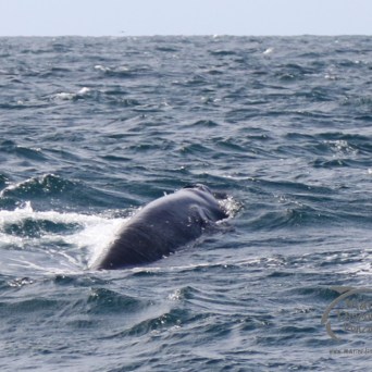 skinny minke whale