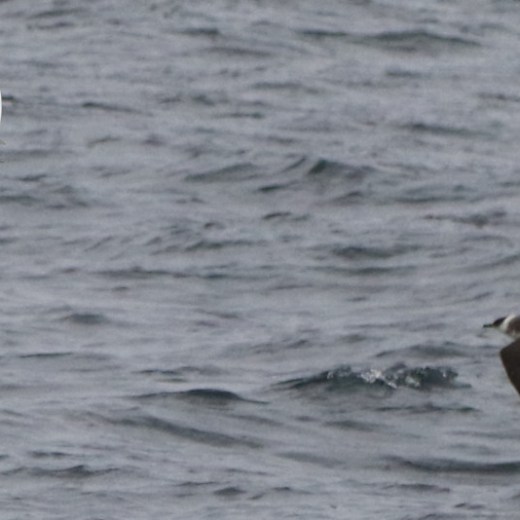 Arctic skua light morph