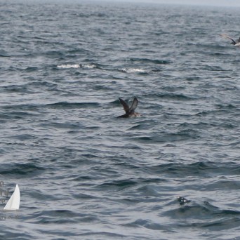 sooty shearwater