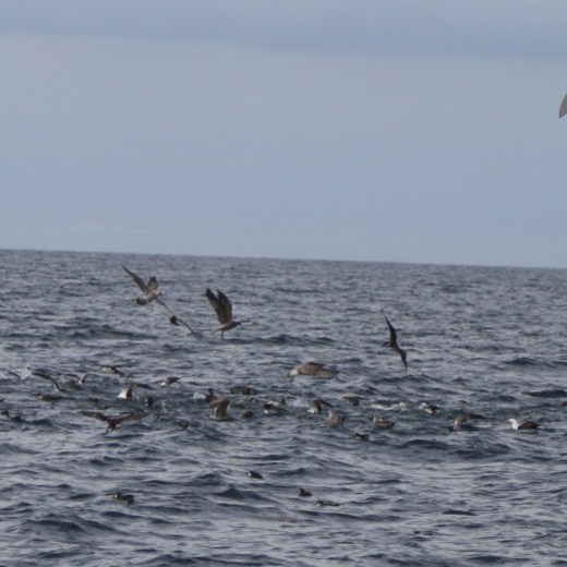 Blue fin tuna and shearwtaers
