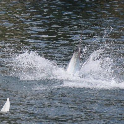 leaping bluefin tuna