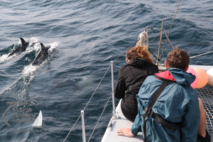 watching common dolphins
