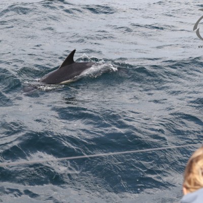 watching common dolphins