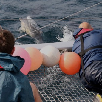 watching common dolphins