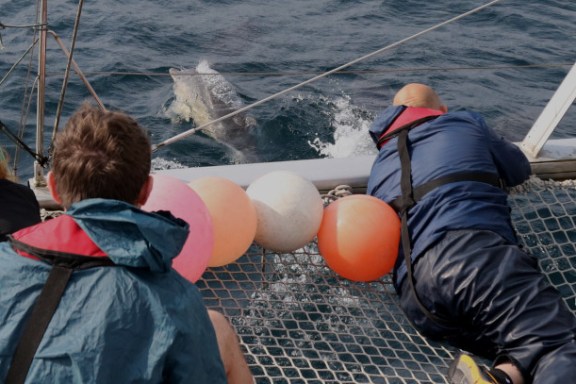 watching common dolphins