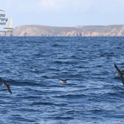 Cory's and great shearwaters