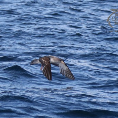 Cory's shearwater