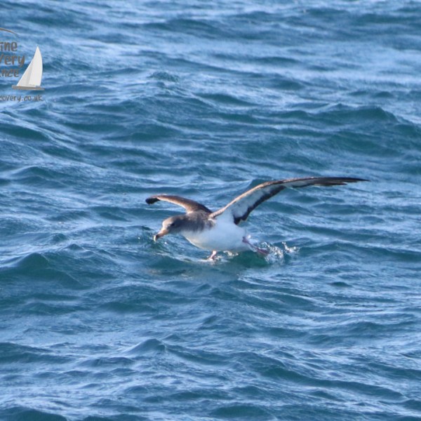 Cory's shearwater