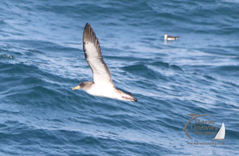 Cory's shearwater