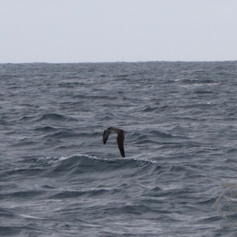 Cory's shearwater
