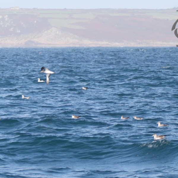 Cory's shearwaters