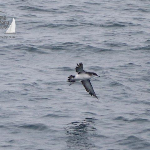 Manx shearwater