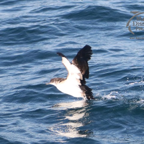 Manx shearwater