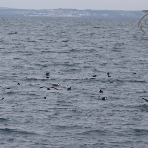 Manx shearwaters