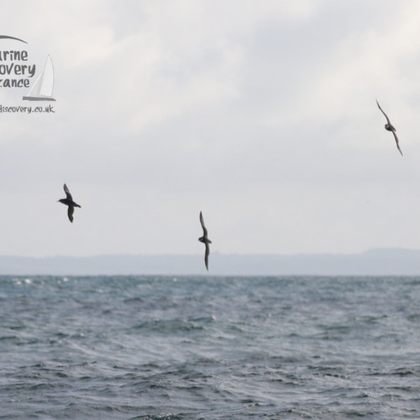 Manx shearwaters
