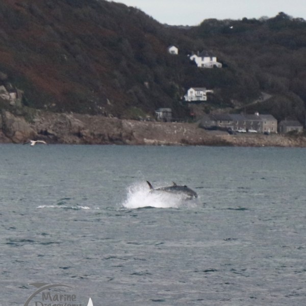 bluefin tuna jumping