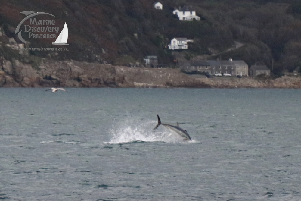 bluefin tuna jumping