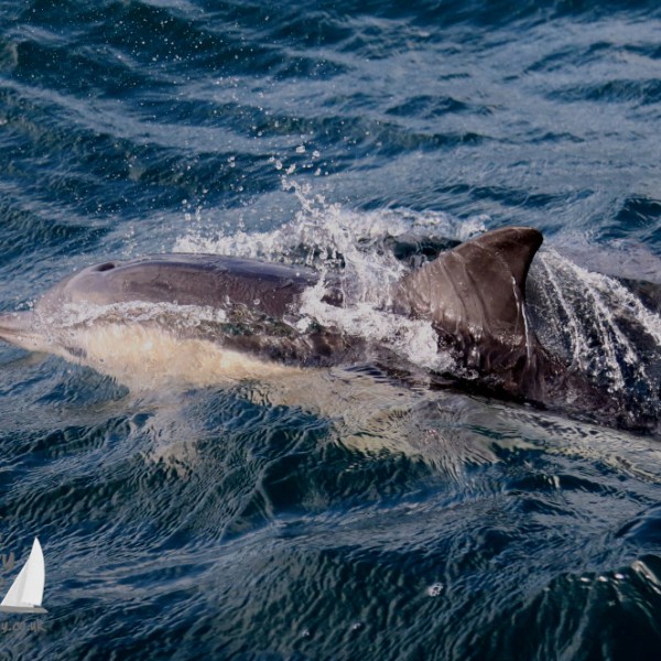 common dolphin