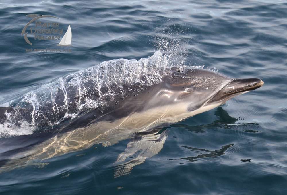 common dolphin