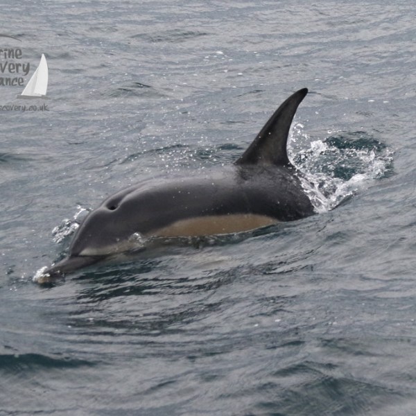 common dolphin