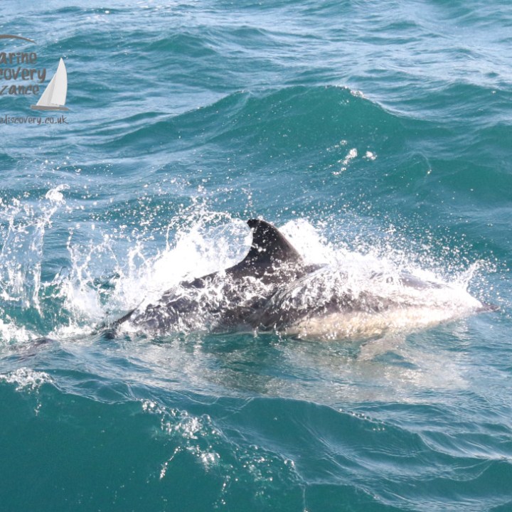 common dolphin