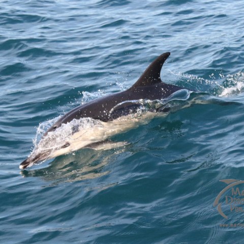 an animal swimming in the water