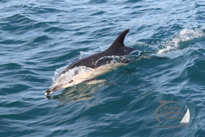 an animal swimming in the water