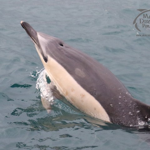 common dolphin